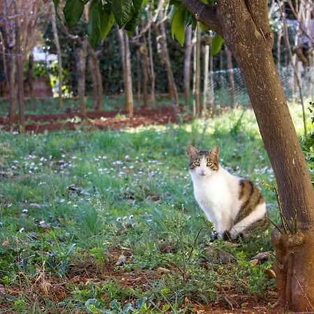 아파트 Margi 풀라